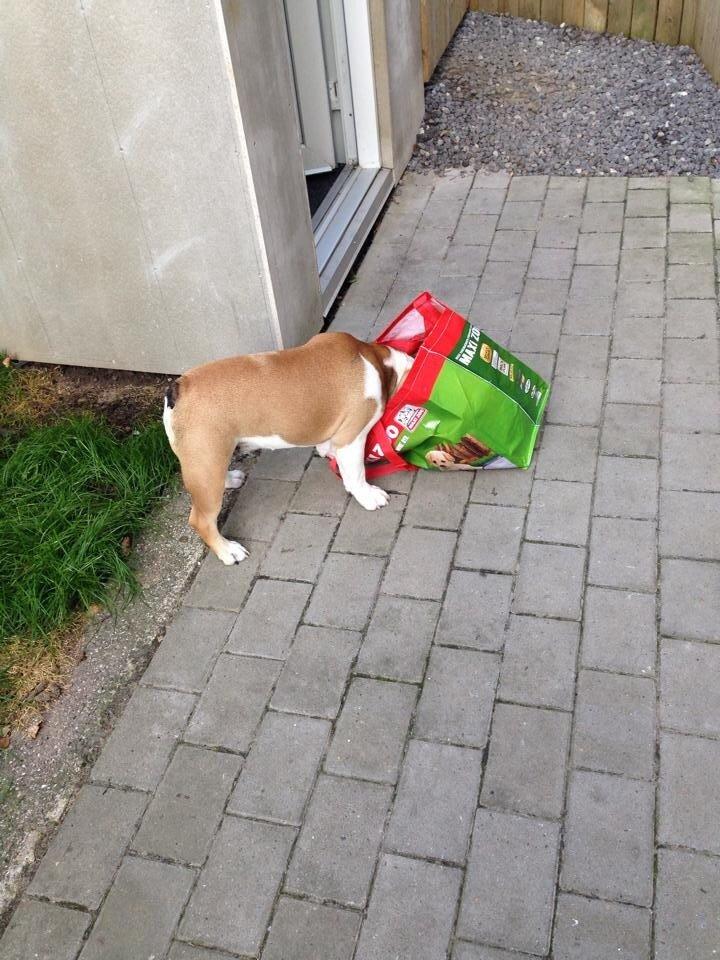 Engelsk bulldog Charlie billede 3