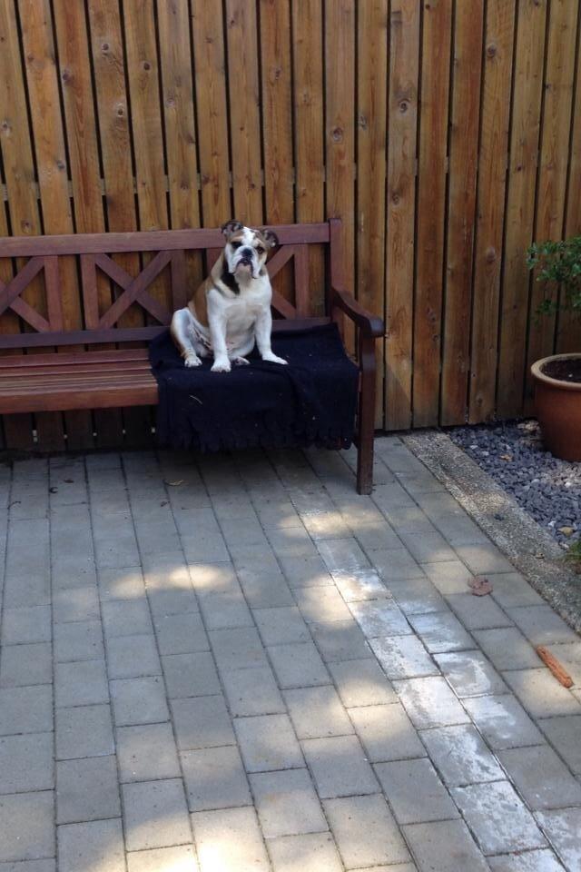 Engelsk bulldog Charlie billede 4