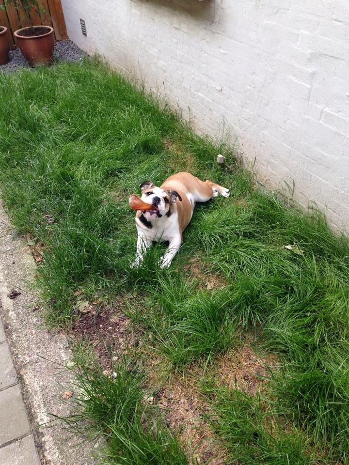 Engelsk bulldog Charlie billede 5