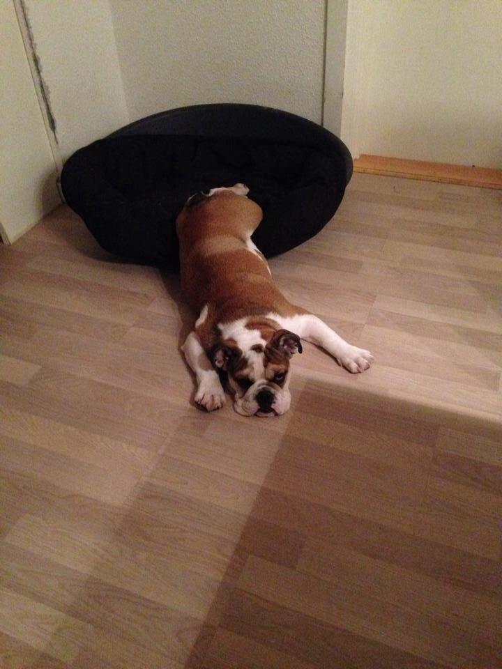 Engelsk bulldog Charlie billede 6