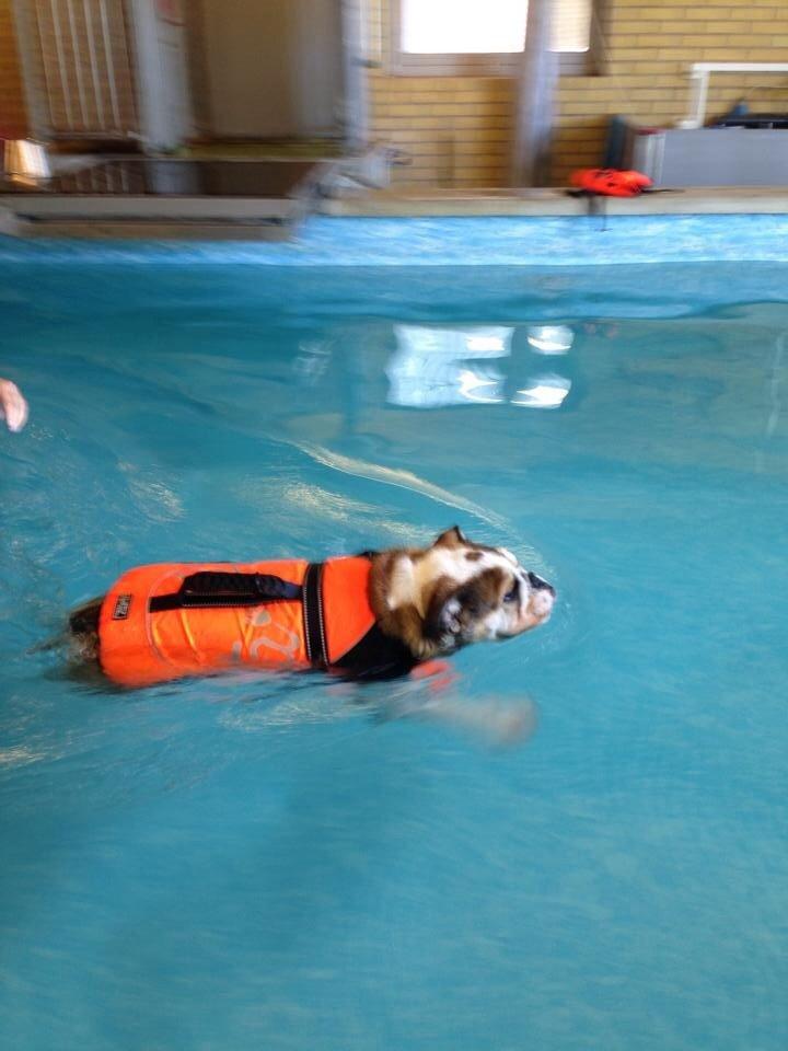 Engelsk bulldog Charlie billede 7