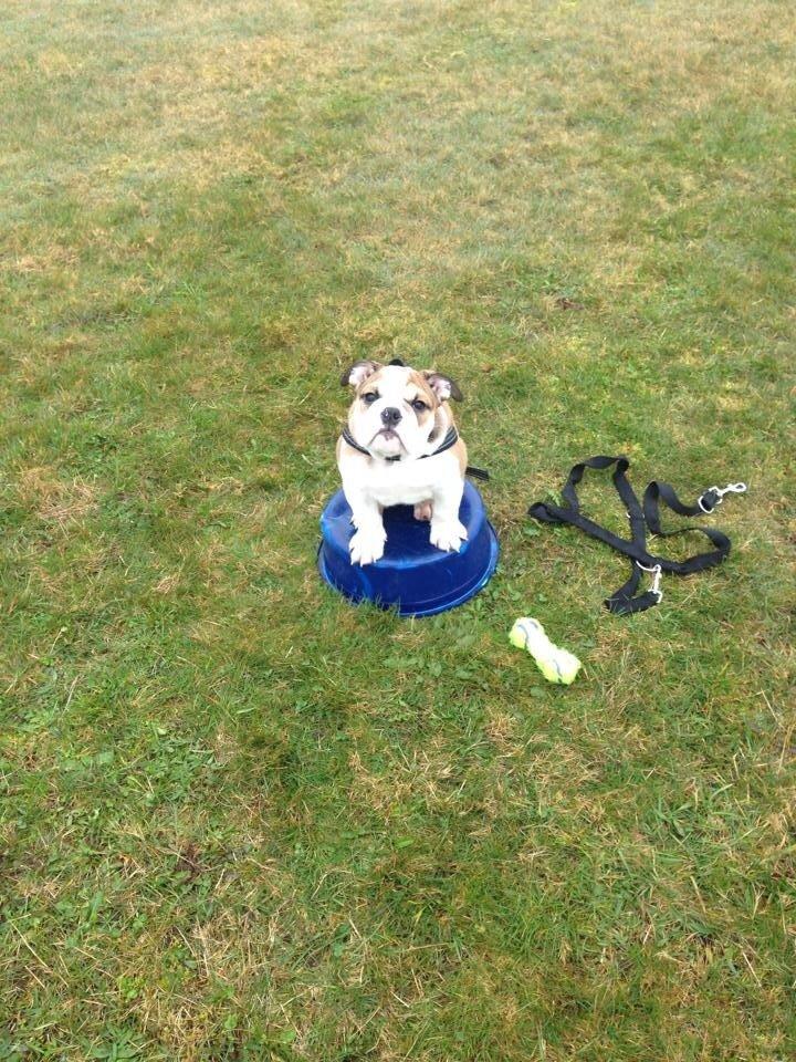 Engelsk bulldog Charlie billede 8