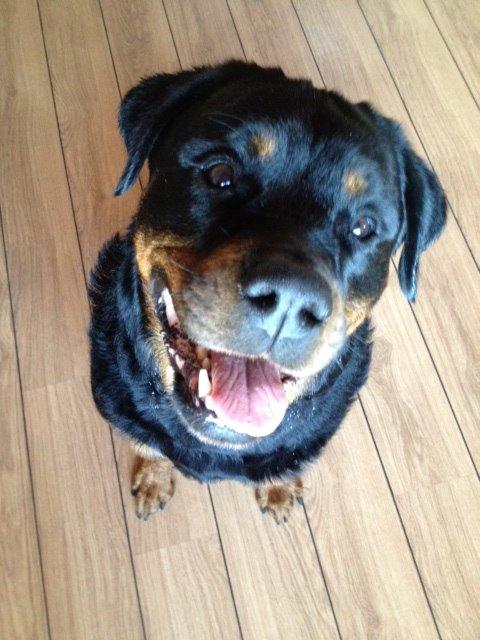 Rottweiler Nica *Himmelhund* billede 9