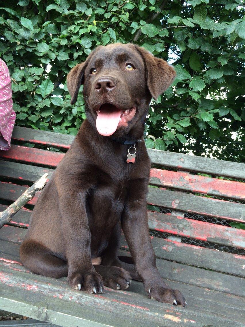 Labrador retriever Buller (den 6) billede 6