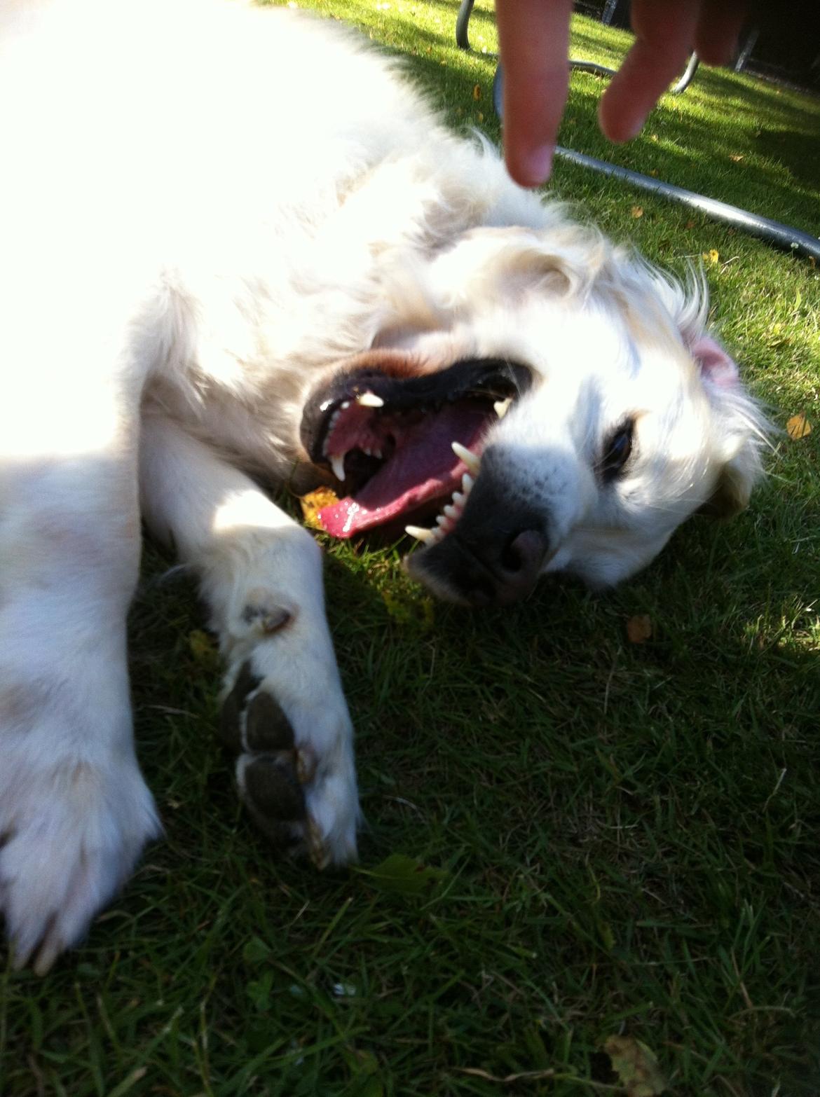 Golden retriever Gantu billede 15