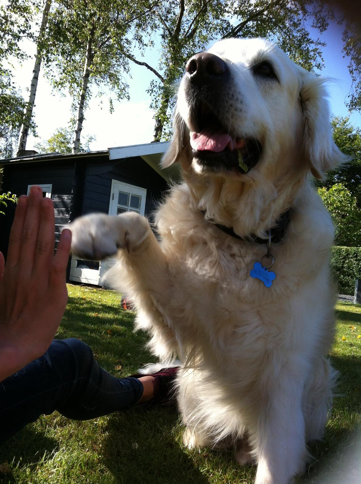 Golden retriever Gantu billede 16