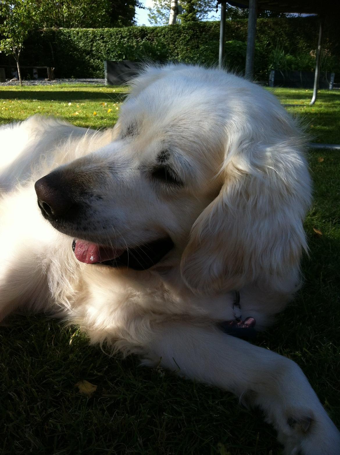 Golden retriever Gantu billede 17