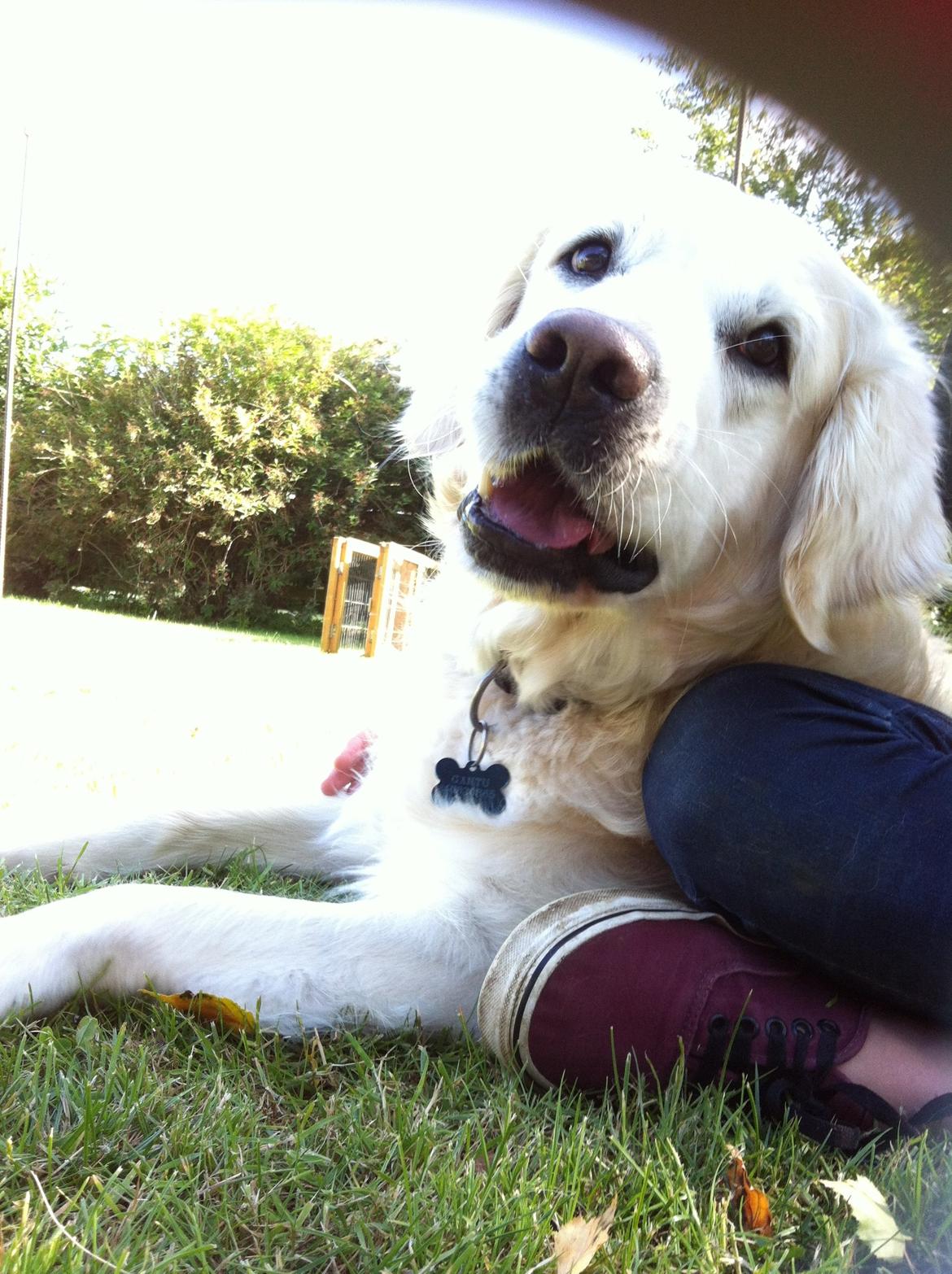 Golden retriever Gantu billede 18