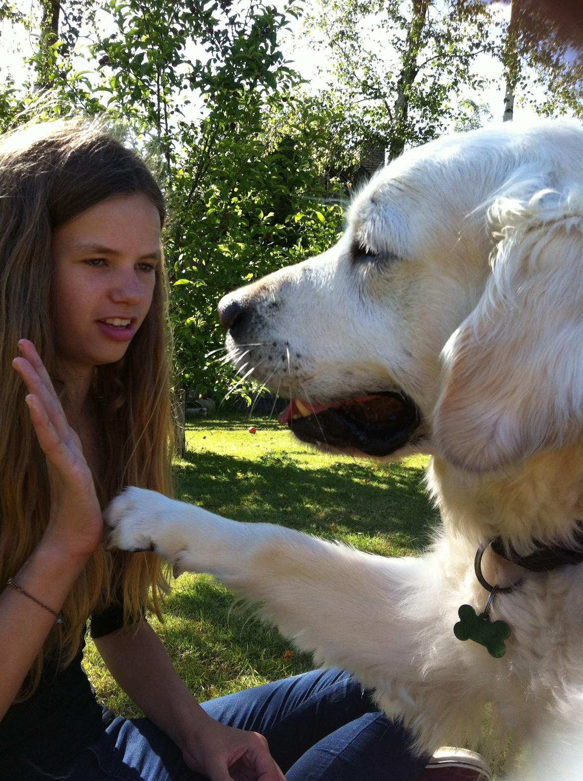 Golden retriever Gantu billede 19