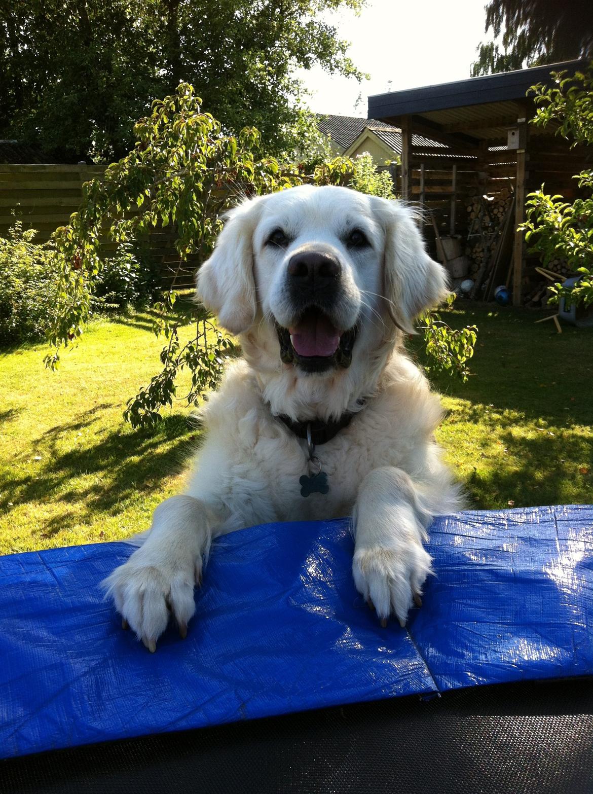 Golden retriever Gantu billede 20