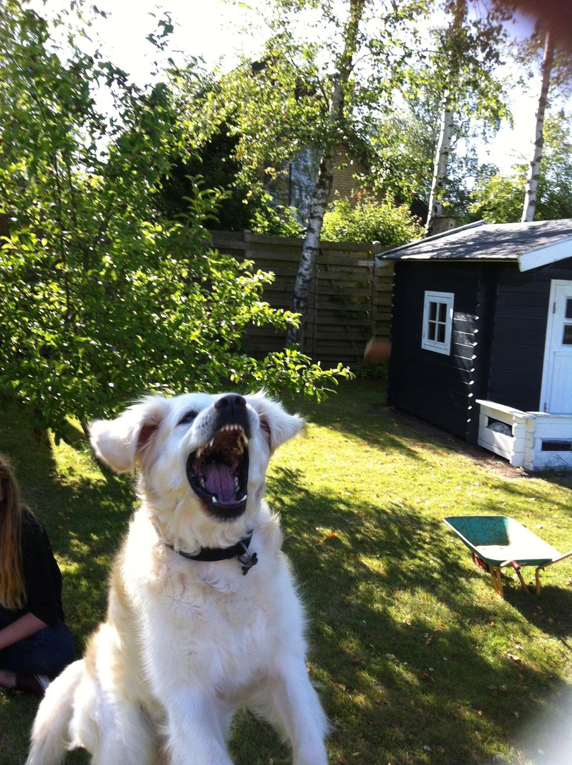 Golden retriever Gantu billede 21