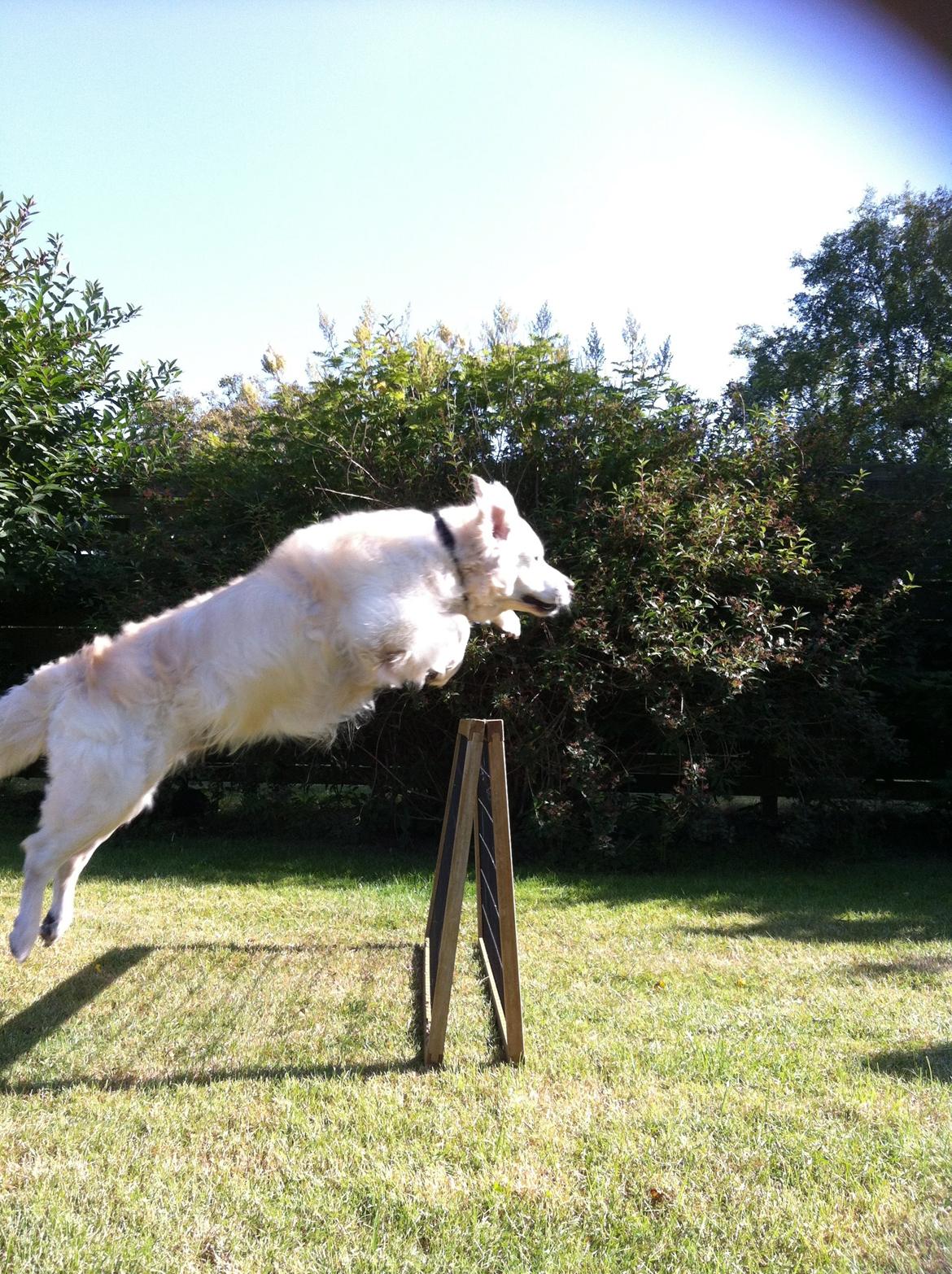 Golden retriever Gantu billede 22