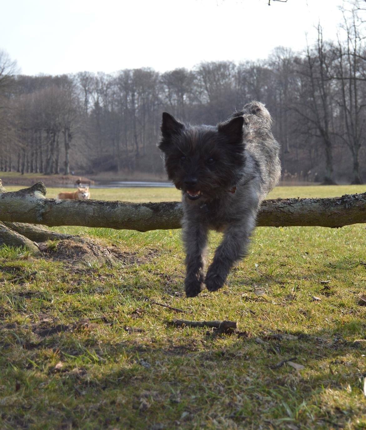 Cairn terrier Mille - Spring i skoven billede 24