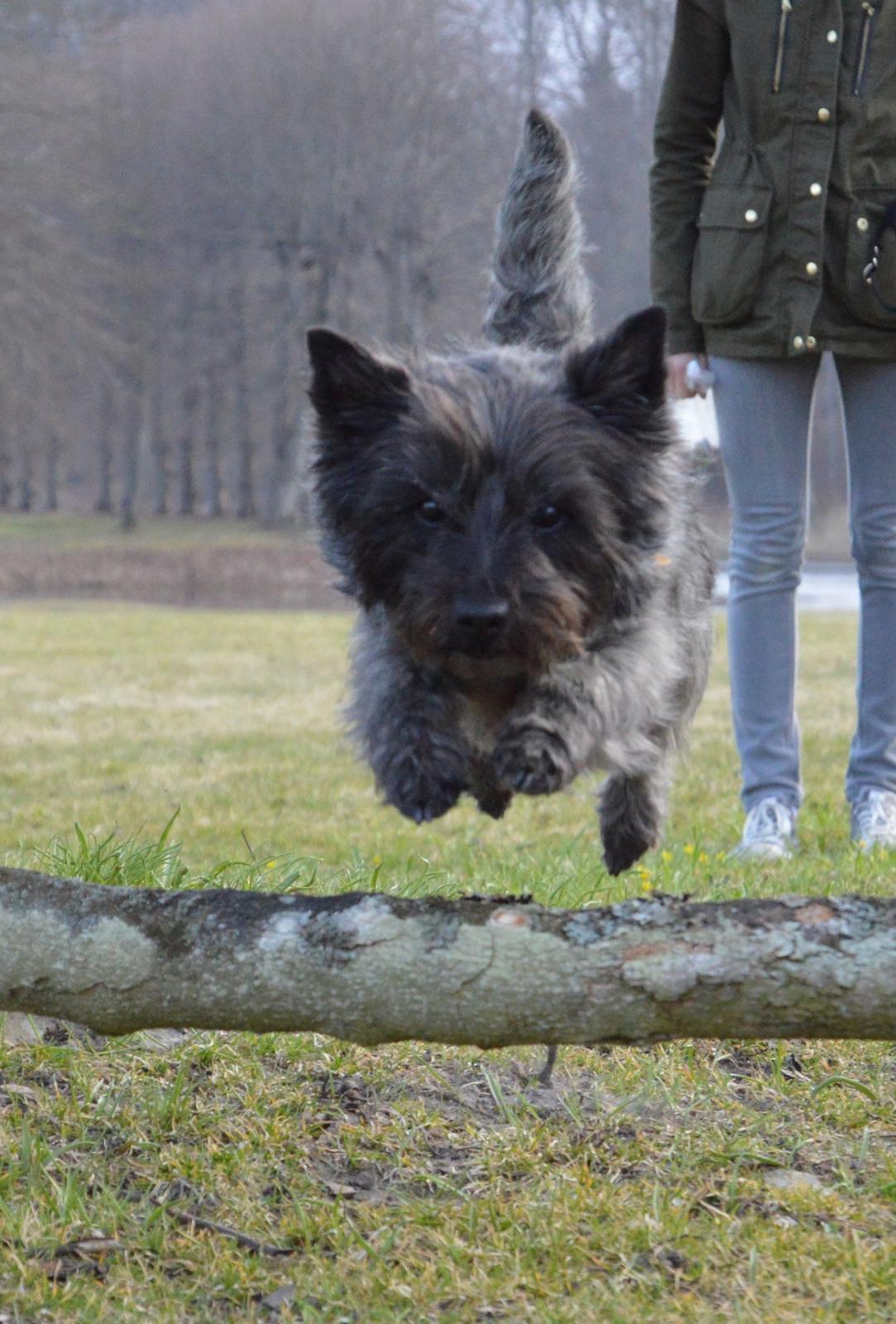 Cairn terrier Mille - Hopla! billede 15