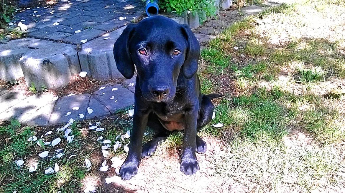 Labrador retriever † Sif †  billede 15