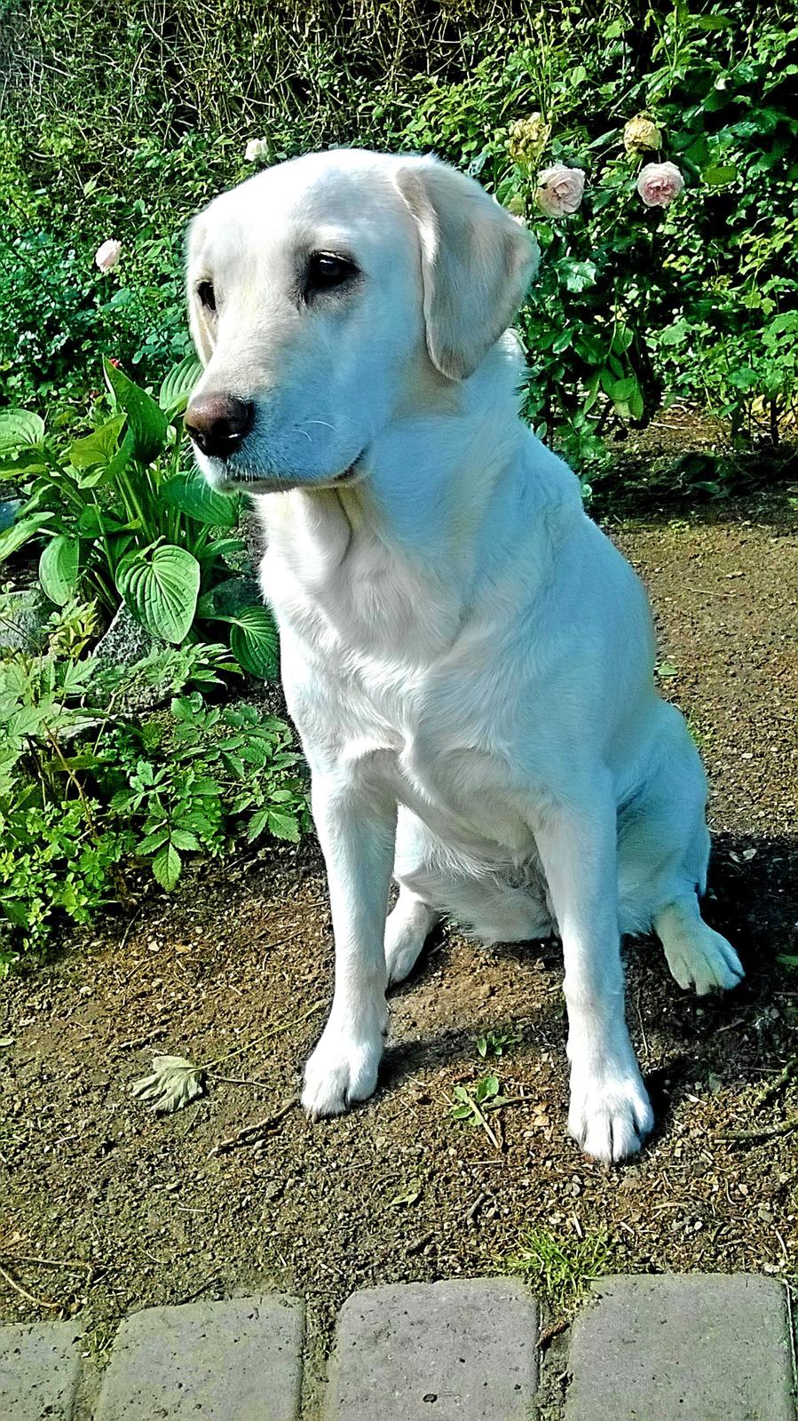 Blanding af racer †Puk† - Nyt 2014 billede 41