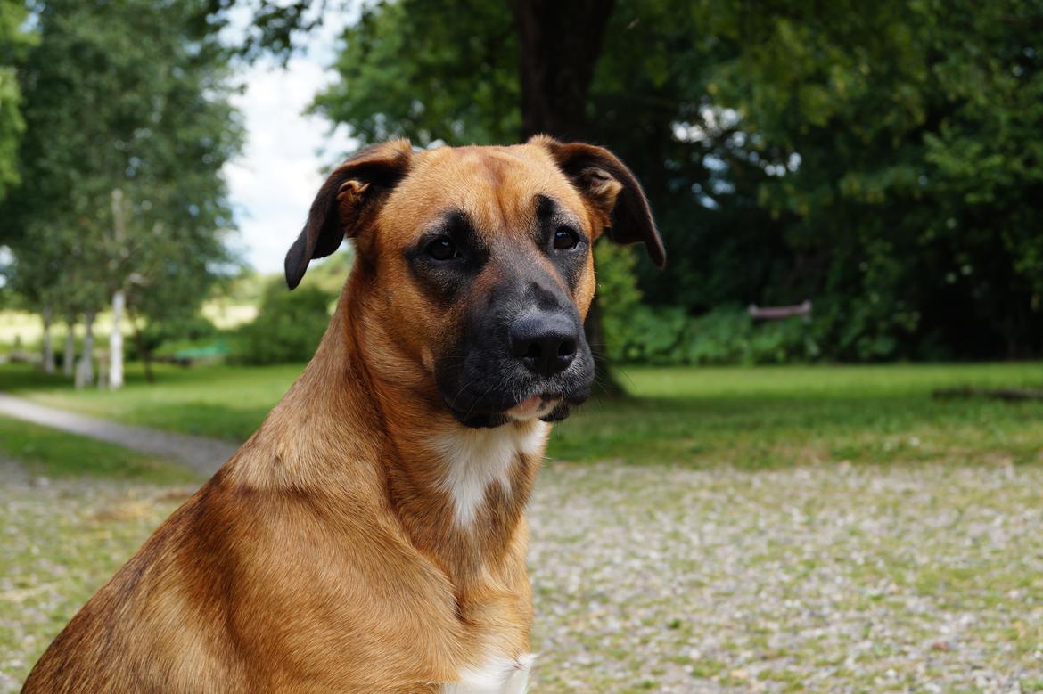 Blanding af racer Bertha - Dejlige Bertha :) billede 1