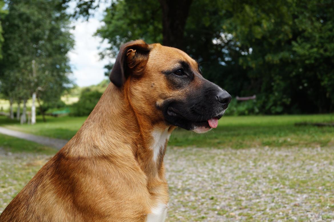 Blanding af racer Bertha billede 32