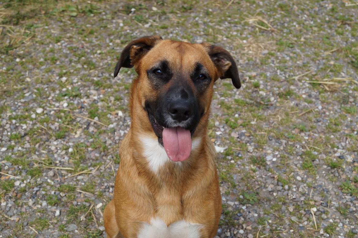 Blanding af racer Bertha - Glad hund billede 20