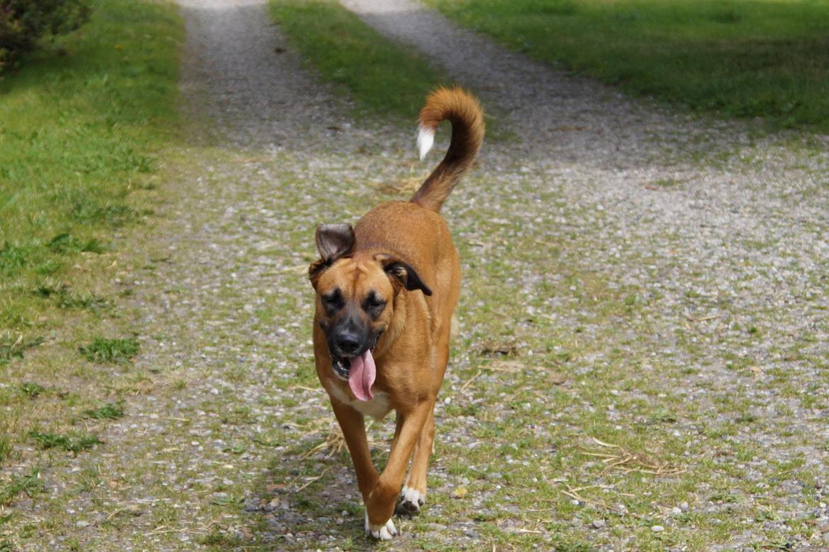 Blanding af racer Bertha billede 34