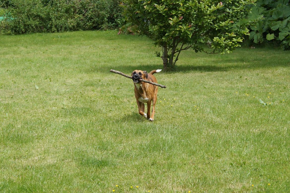 Blanding af racer Bertha - "Jubiiiiii!!" billede 13