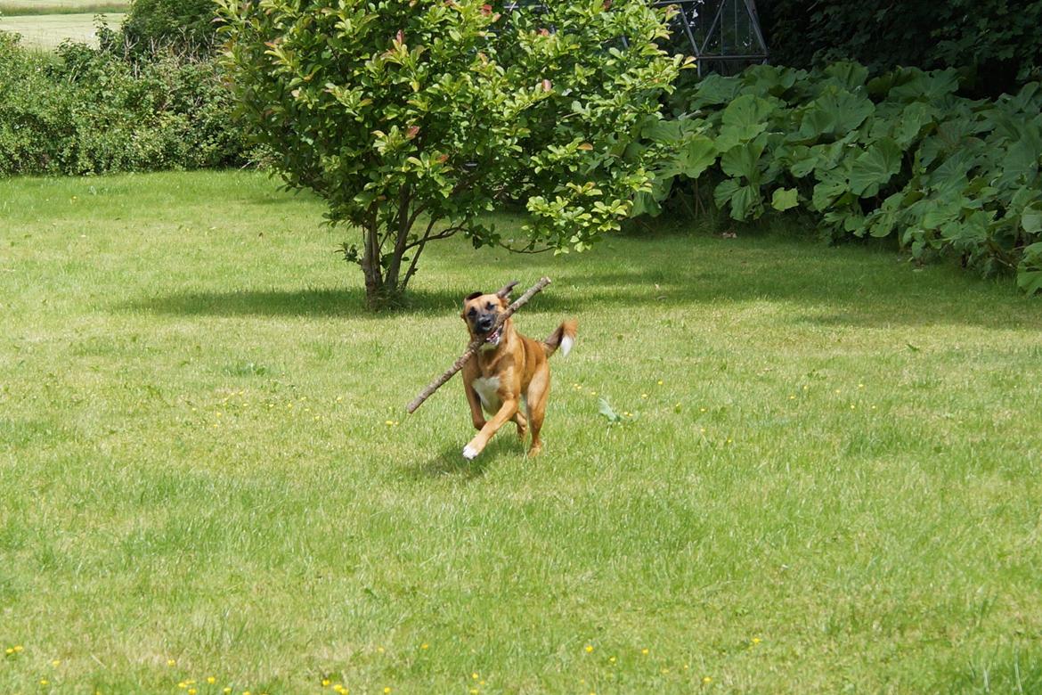 Blanding af racer Bertha billede 28