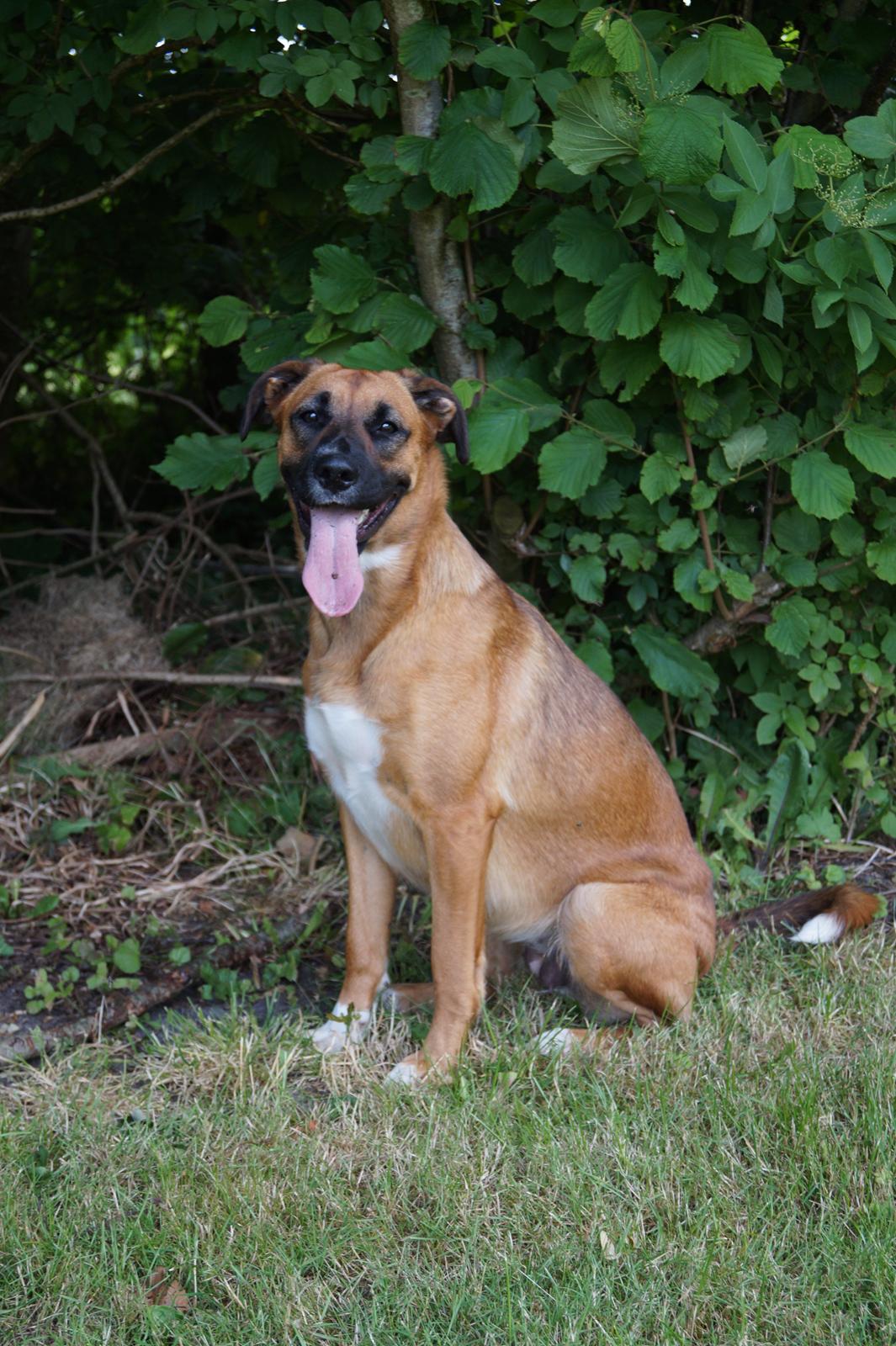 Blanding af racer Bertha billede 30