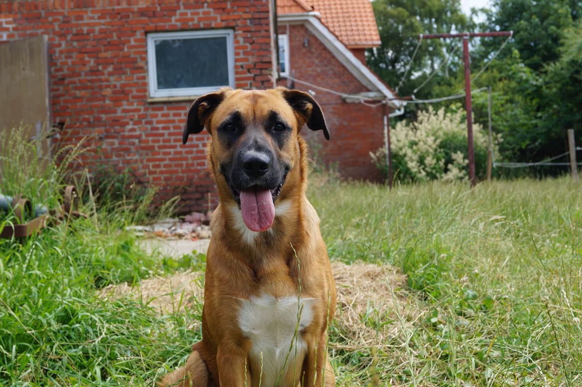 Blanding af racer Bertha billede 9