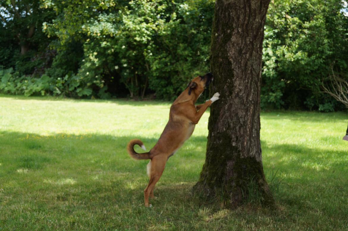 Blanding af racer Bertha - "Min pind sidder fast oppe i træet..." billede 4