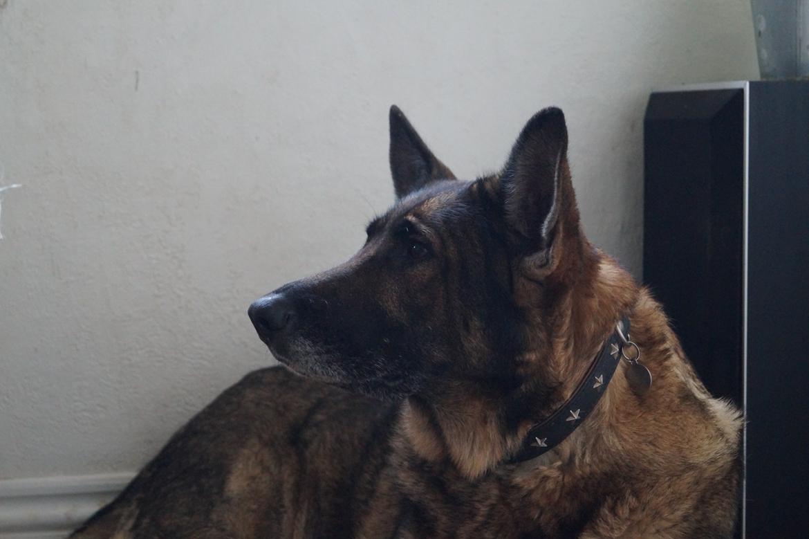 Schæferhund Kweo's Porsche billede 16