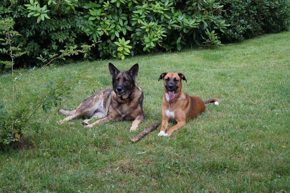 Schæferhund Kweo's Porsche - 2 gode venner :) billede 31