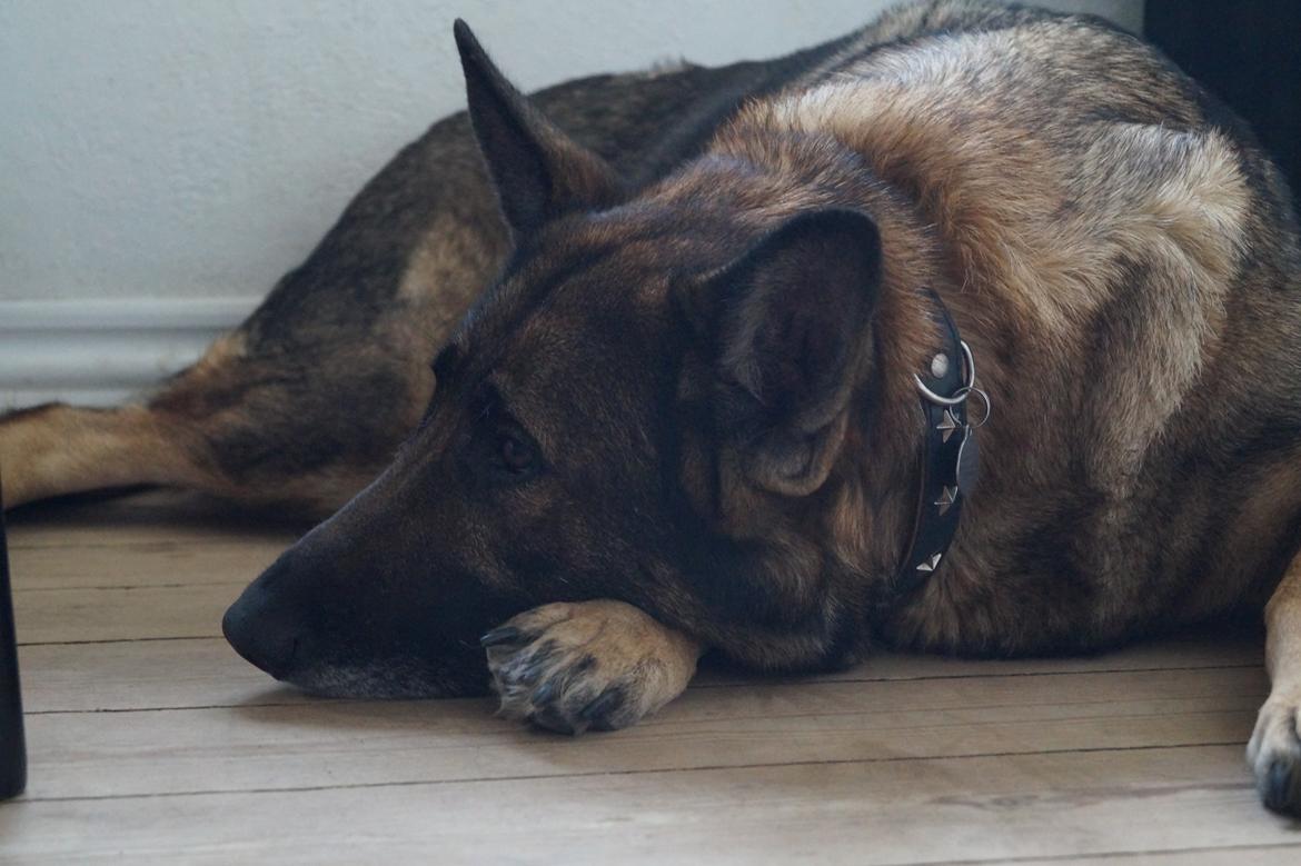 Schæferhund Kweo's Porsche billede 30