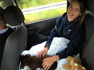 Border collie / Australsk Kelpie - Jack (Sparrow) - På vej hjem fra Helsingør, det var en lang tur for det lille pjusk billede 23