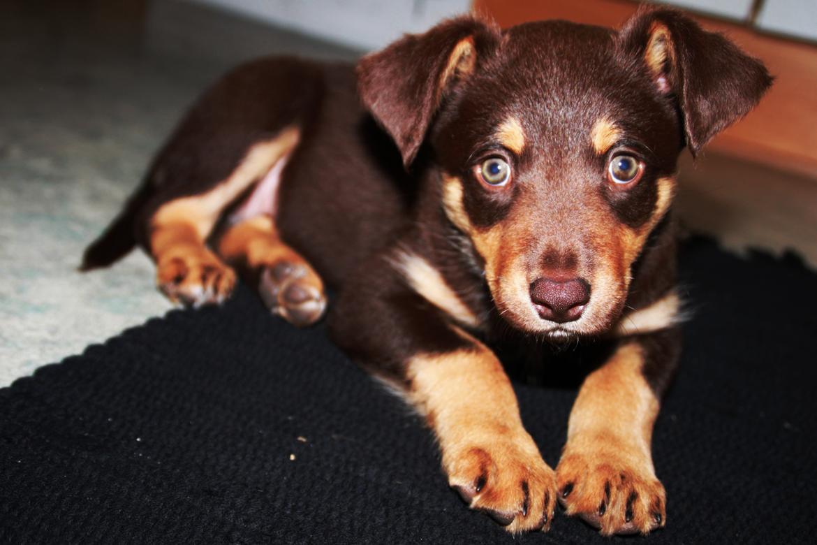 Border collie / Australsk Kelpie - Jack (Sparrow) - Hjemme hos os :) billede 24
