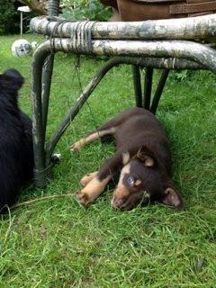 Border collie / Australsk Kelpie - Jack (Sparrow) billede 50