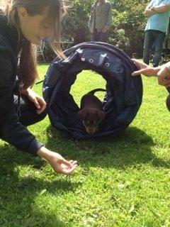 Border collie / Australsk Kelpie - Jack (Sparrow) - Gennem tunnel, en af de første gange billede 49