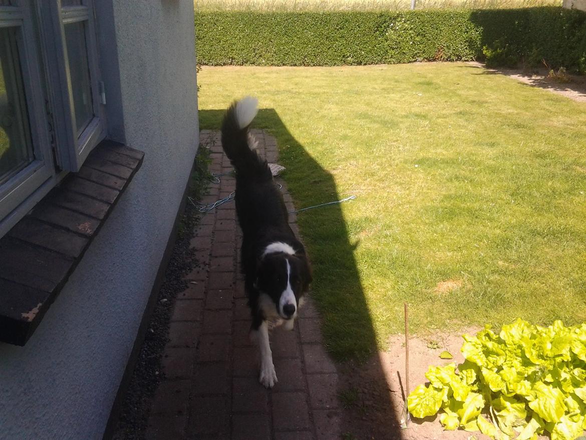 Border collie Kato - Jeg elsker når han kommer på den måde. billede 8