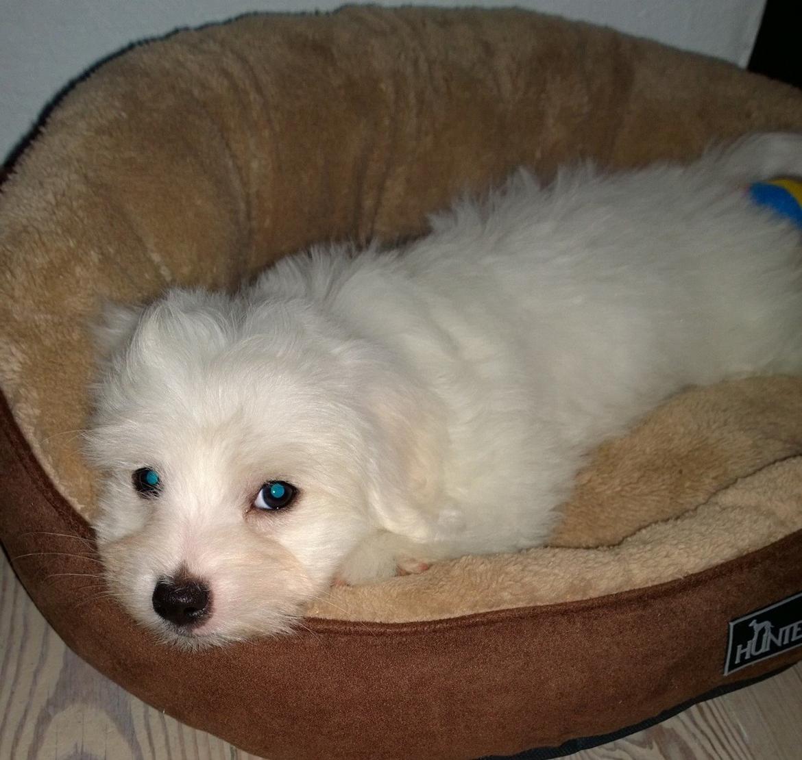 Coton de tulear Lui billede 1