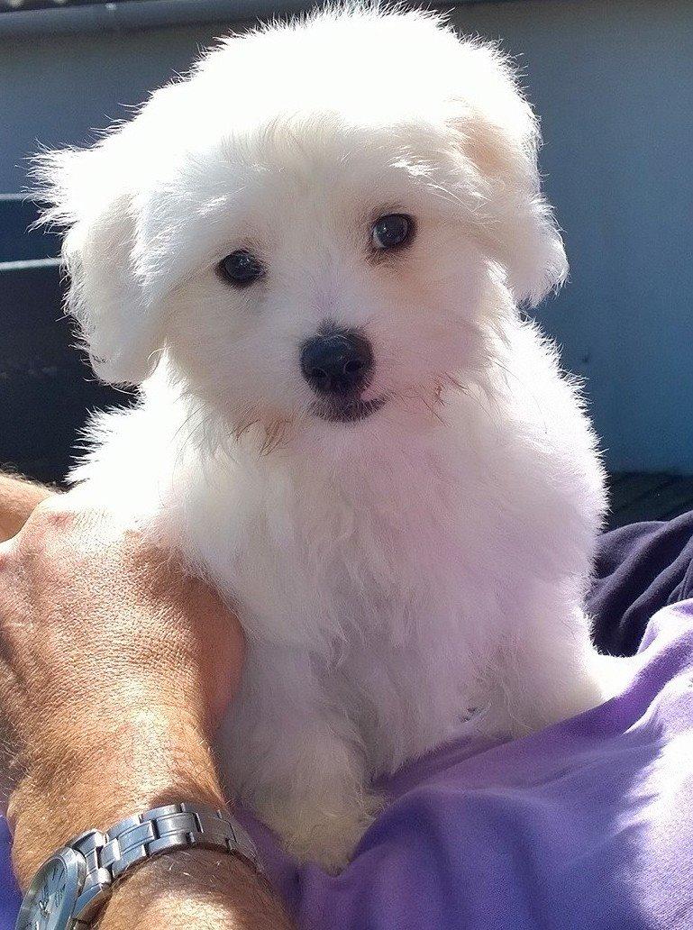 Coton de tulear Lui billede 2