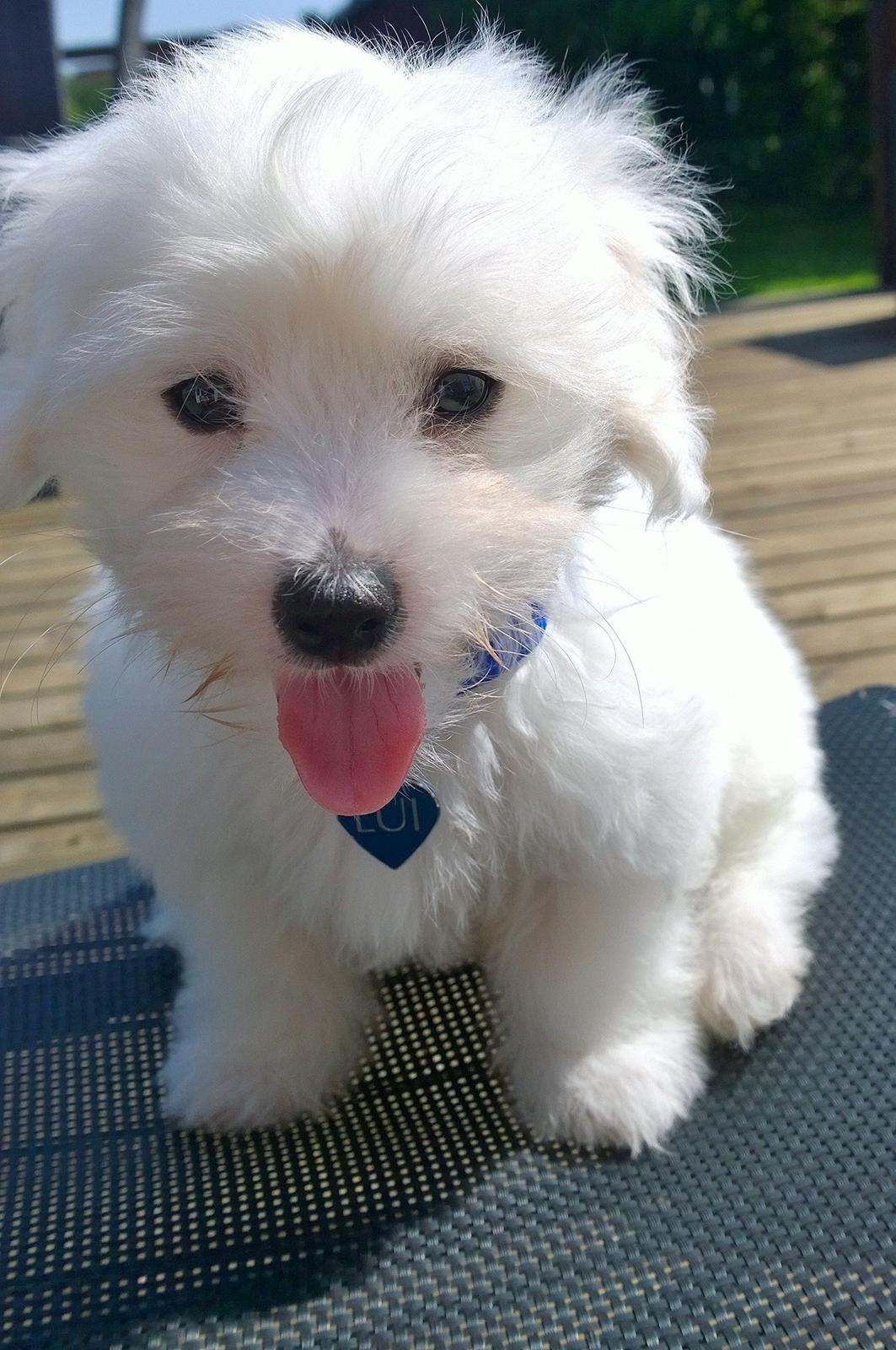Coton de tulear Lui billede 3