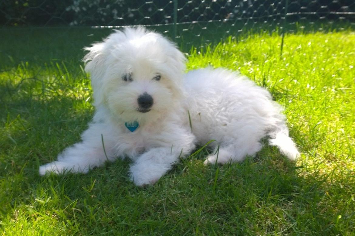 Coton de tulear Lui billede 4