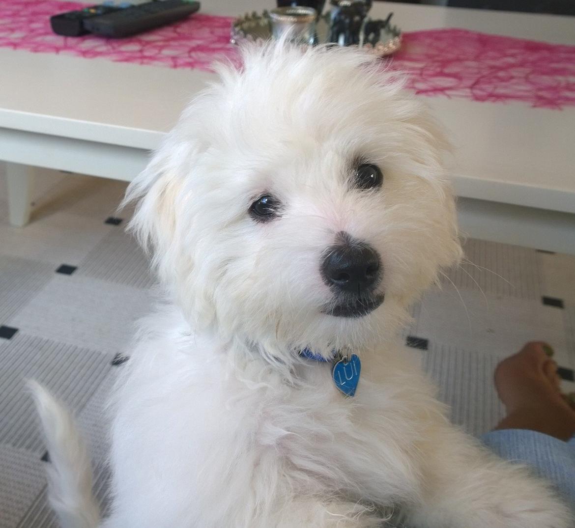 Coton de tulear Lui billede 5