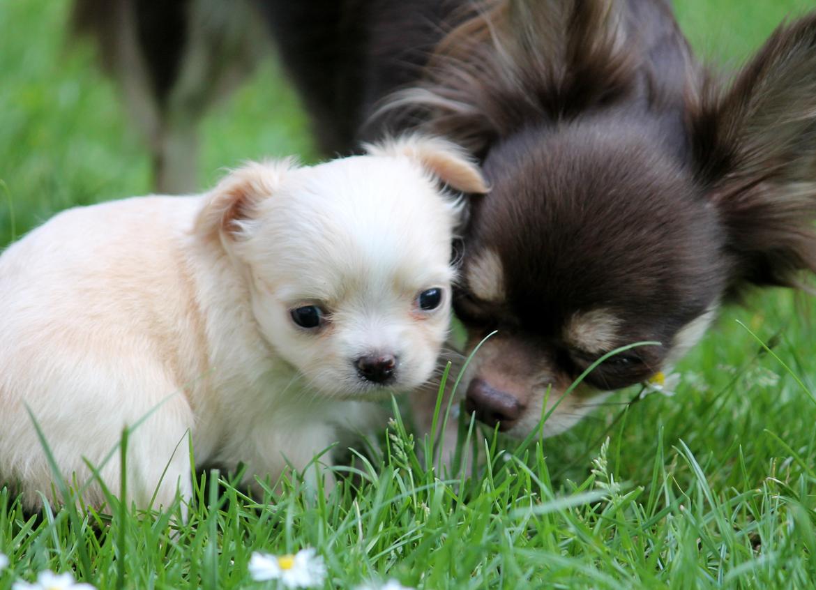 Chihuahua Ayumi Von Edertal - Ayumi og hendes 3 uger gamle datter, Cupcake :-) d. 1 juli 2014 billede 16