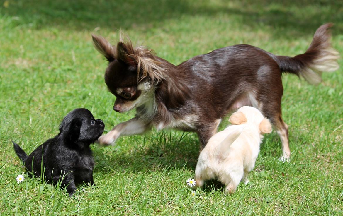 Chihuahua Ayumi Von Edertal - Ayumi med sine 2 smukke børn, Chaos og Cupcake :-) 1 juli 2014 billede 9