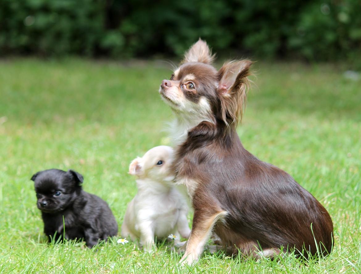 Chihuahua Ayumi Von Edertal - Ayumi med sine 2 smukke børn, Chaos og Cupcake :-) 1 juli 2014 billede 1