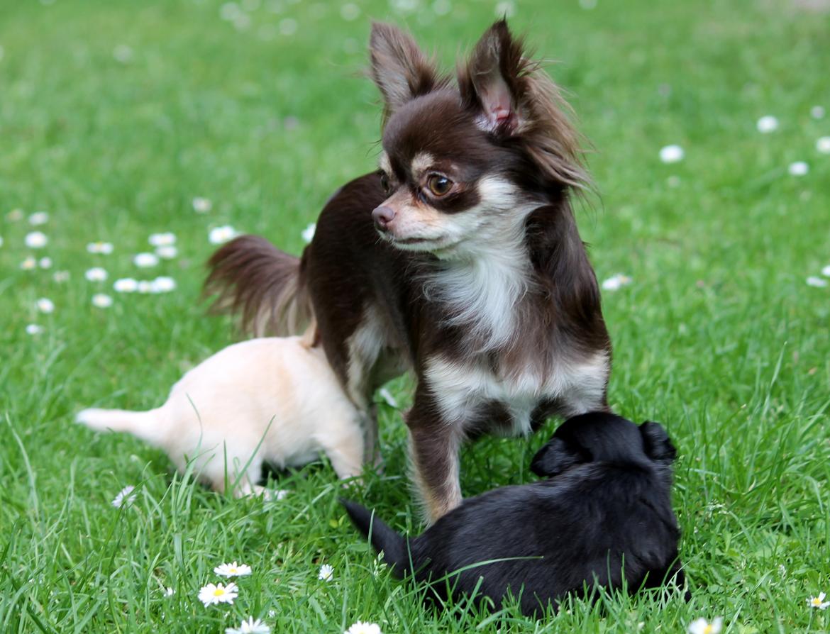 Chihuahua Ayumi Von Edertal - Ayumi med sine 2 børn, Cupcake og Chaos :-) 1 juli 2014 billede 4