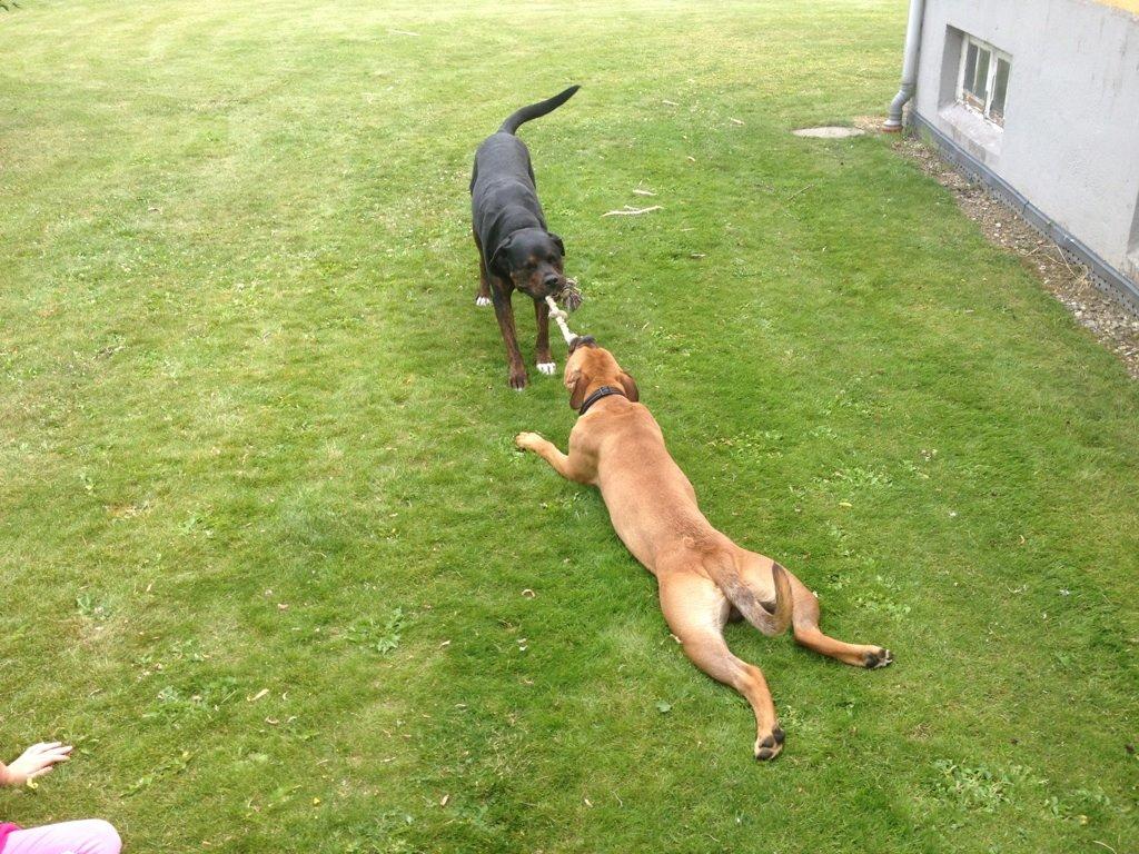 Blanding af racer Felix billede 20