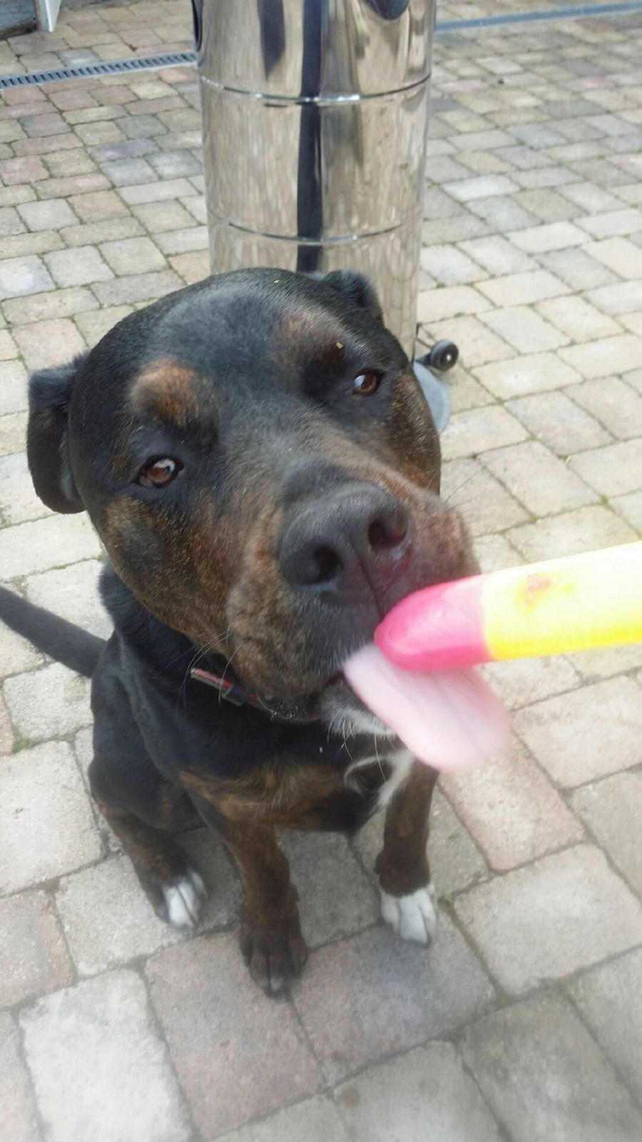 Blanding af racer Felix billede 21