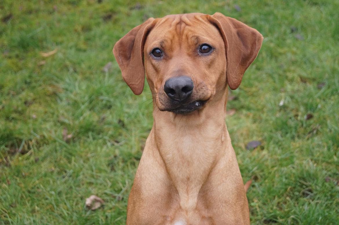Rhodesian ridgeback Malou - Malou 1 år billede 1