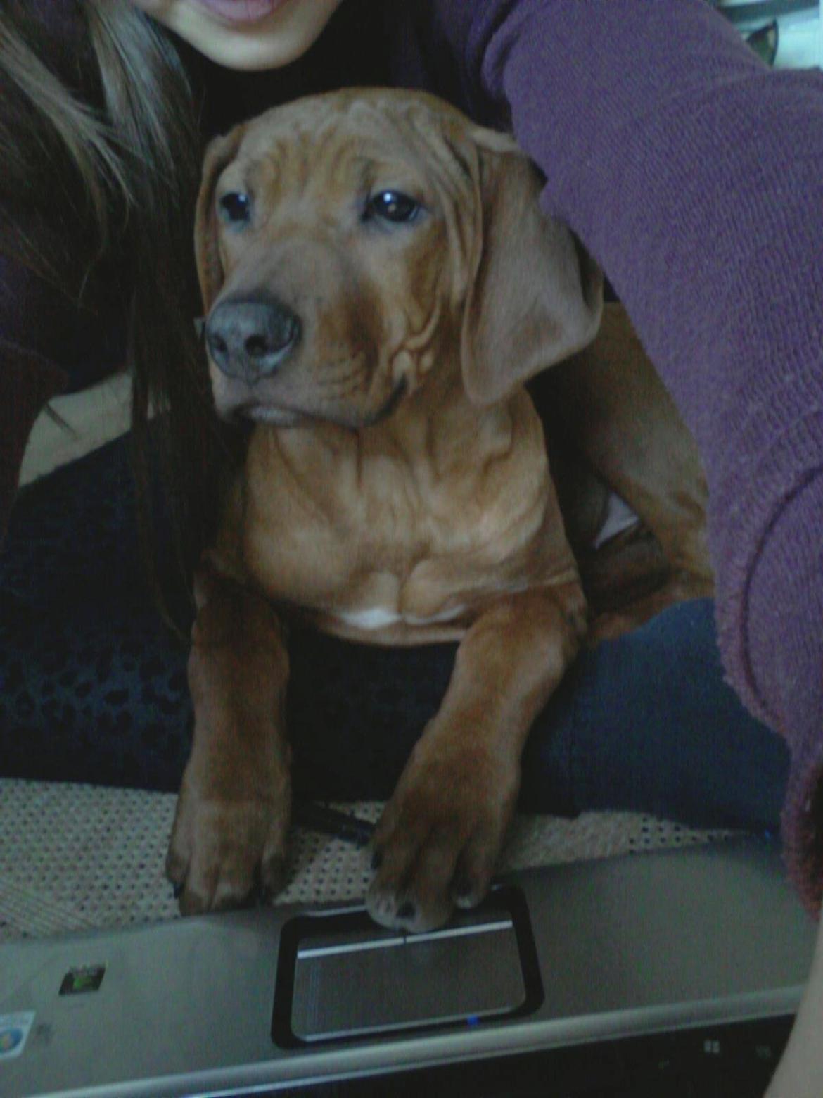 Rhodesian ridgeback Malou - malou 15 uger  billede 2